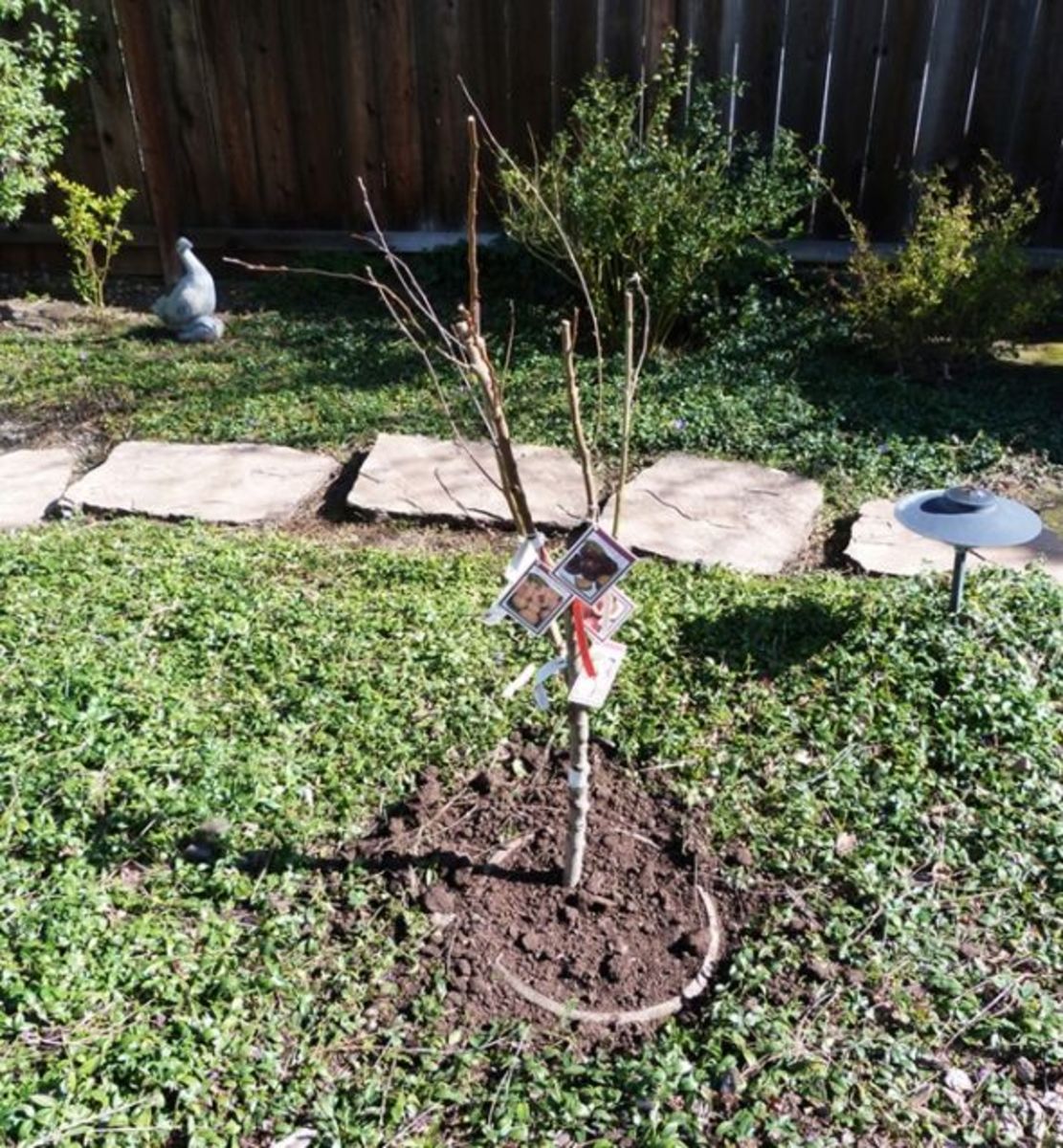 Spring, Feb. 12, 2012: the arrival of the 4-in-1 fruit salad tree.