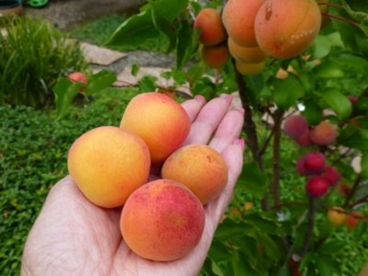June 23, 2013: First four apricots to ripen on kitchen counter for a couple of days.