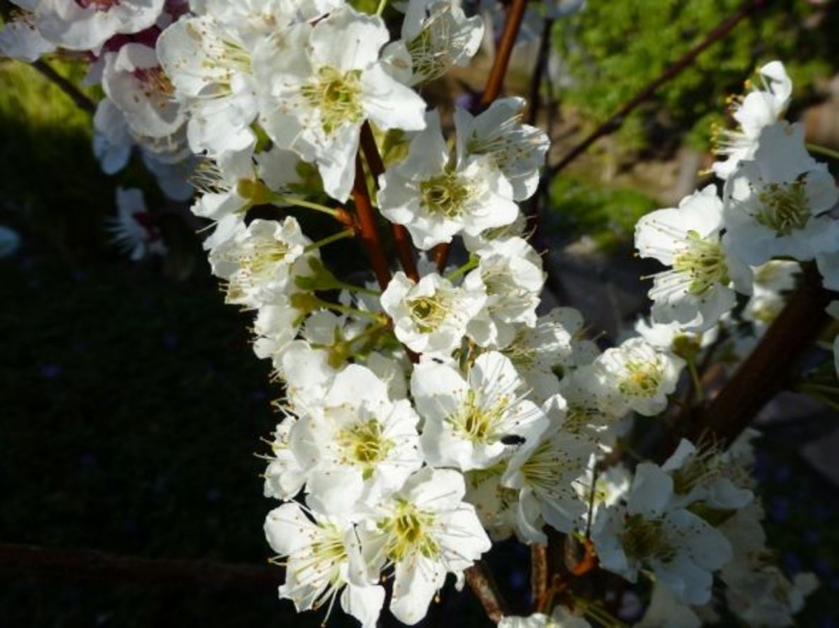Prunus Salicina 'Santa Rosa' plum flowers: showy fragrant white flowers in spring.