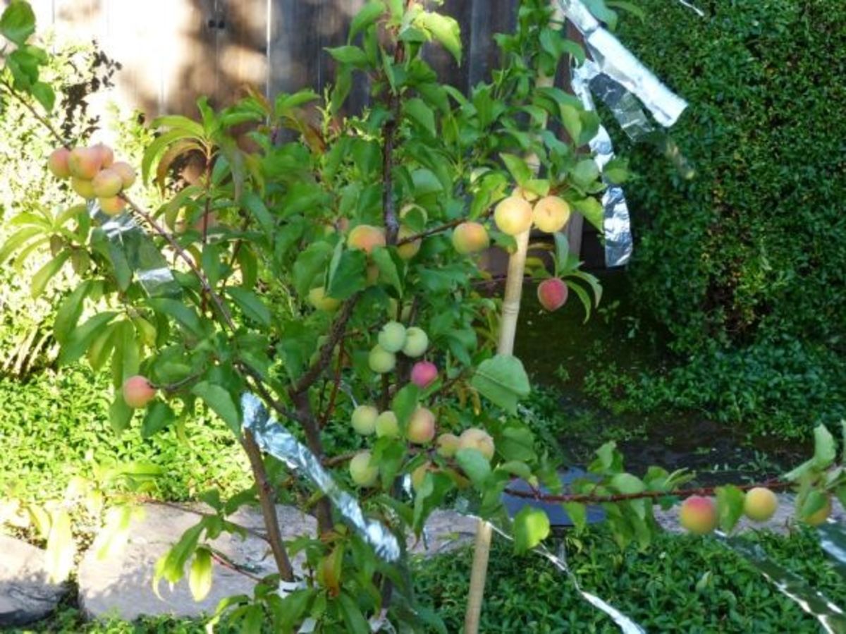 June 15, 2013: the fruit salad tree is ablush with rosy cheeks (the waiting game).