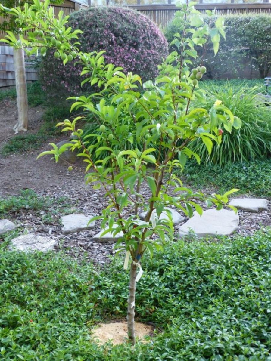 May 2013 - the fruit salad tree came to life: plums, apricots, peaches and nectarines. 