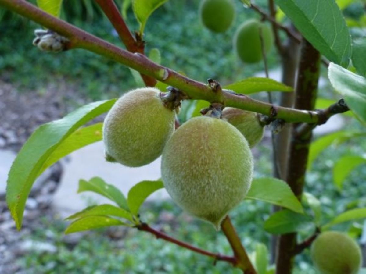 Babcock white peach: the signature fuzzy outer skin.