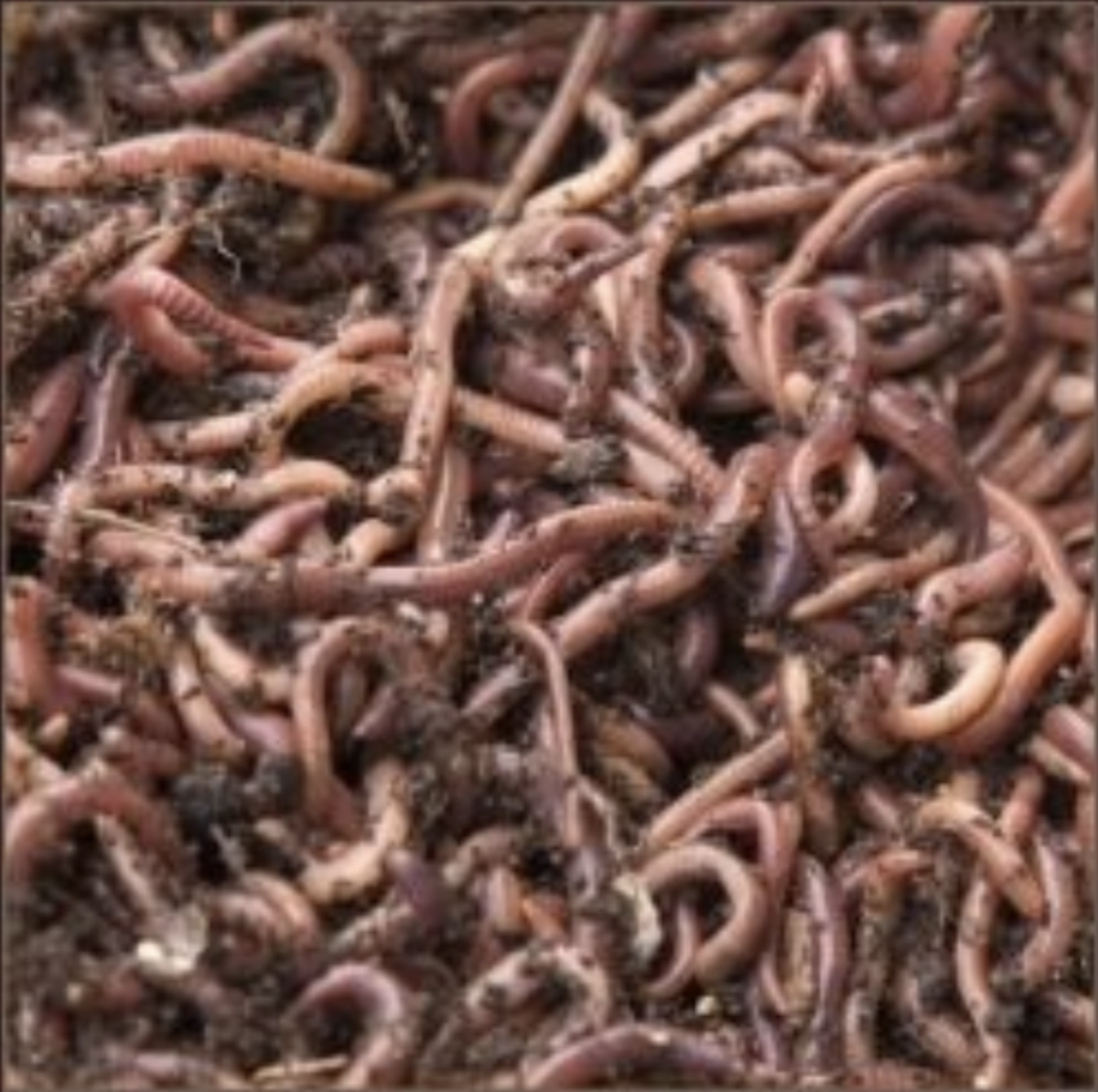 Red wiggler worms