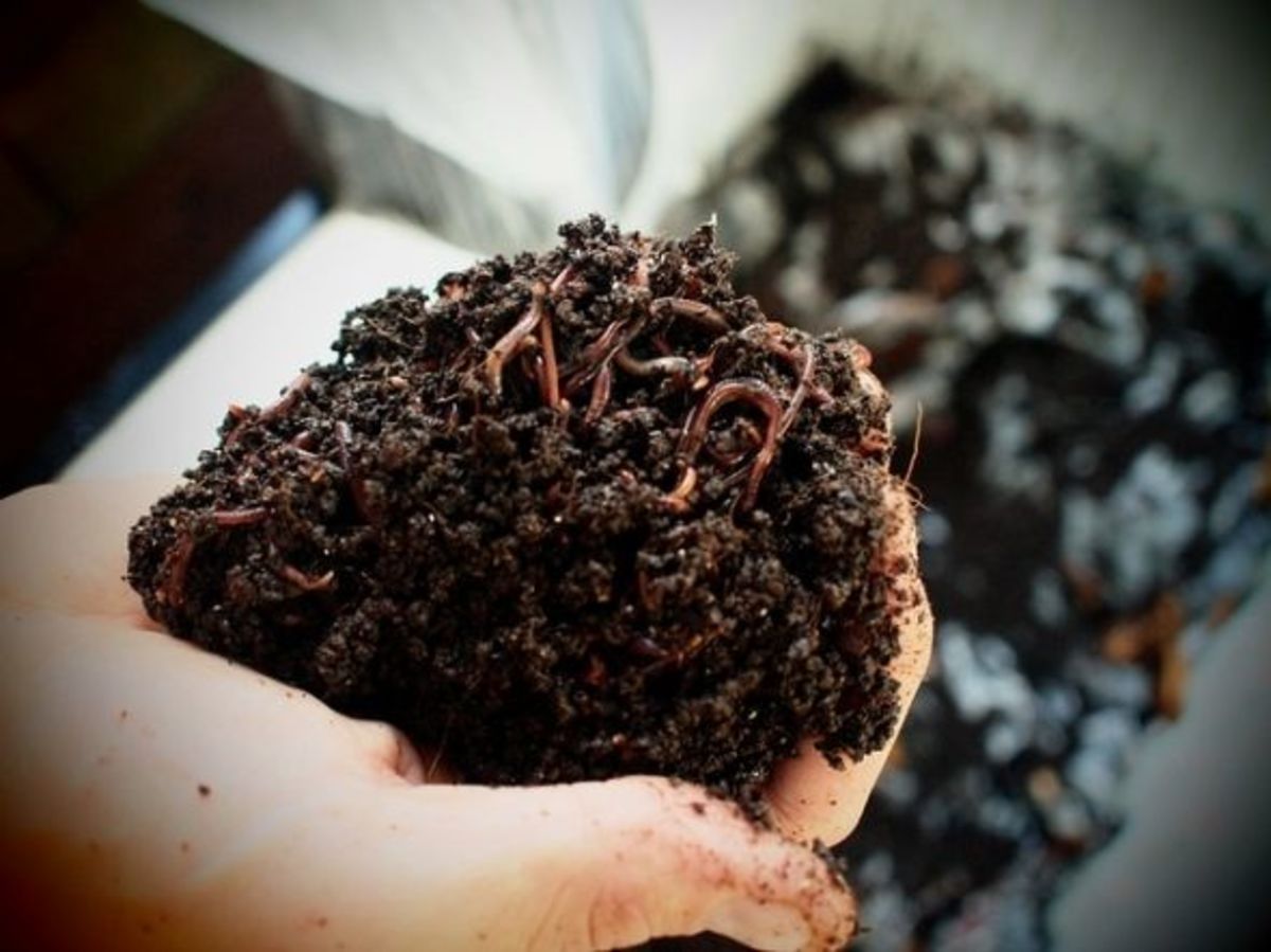 How to Use Worms to Make Organic Compost