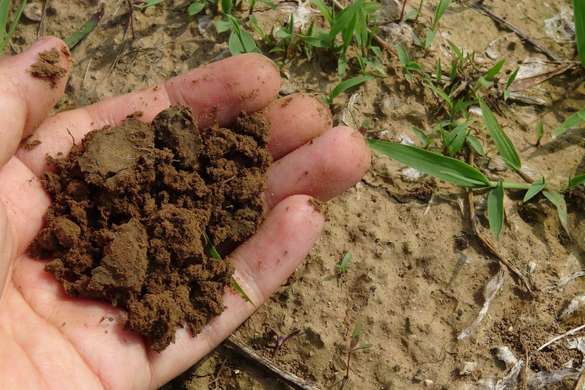 Rich composted soil.