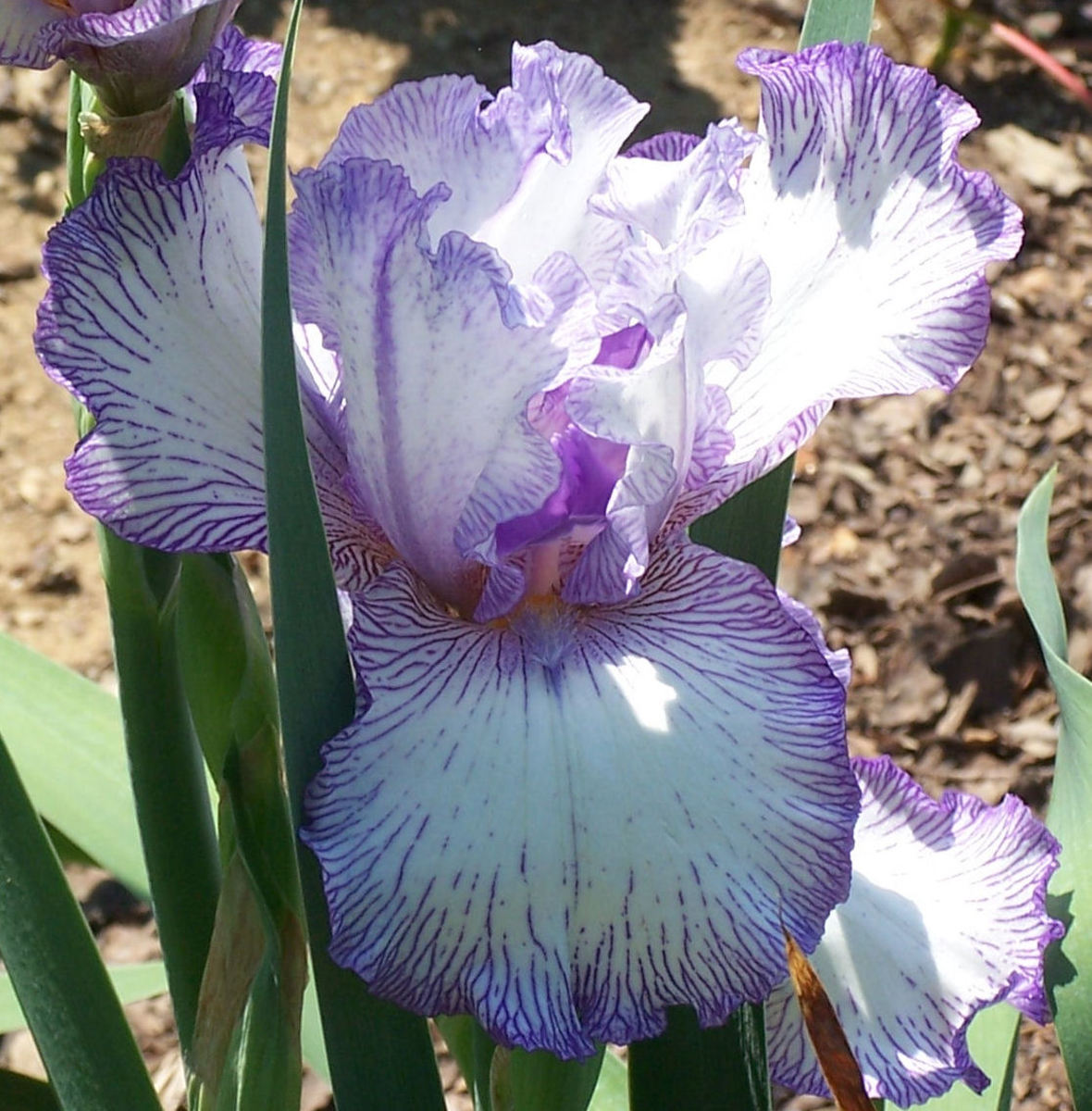 This is one of the few re-blooming irises I had before moving and leaving them behind