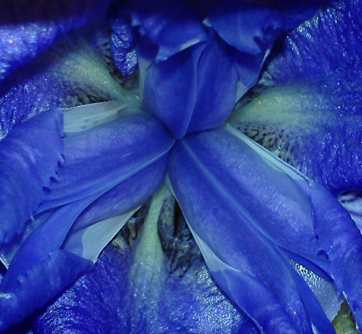 Deep inside a gorgeous blue iris.