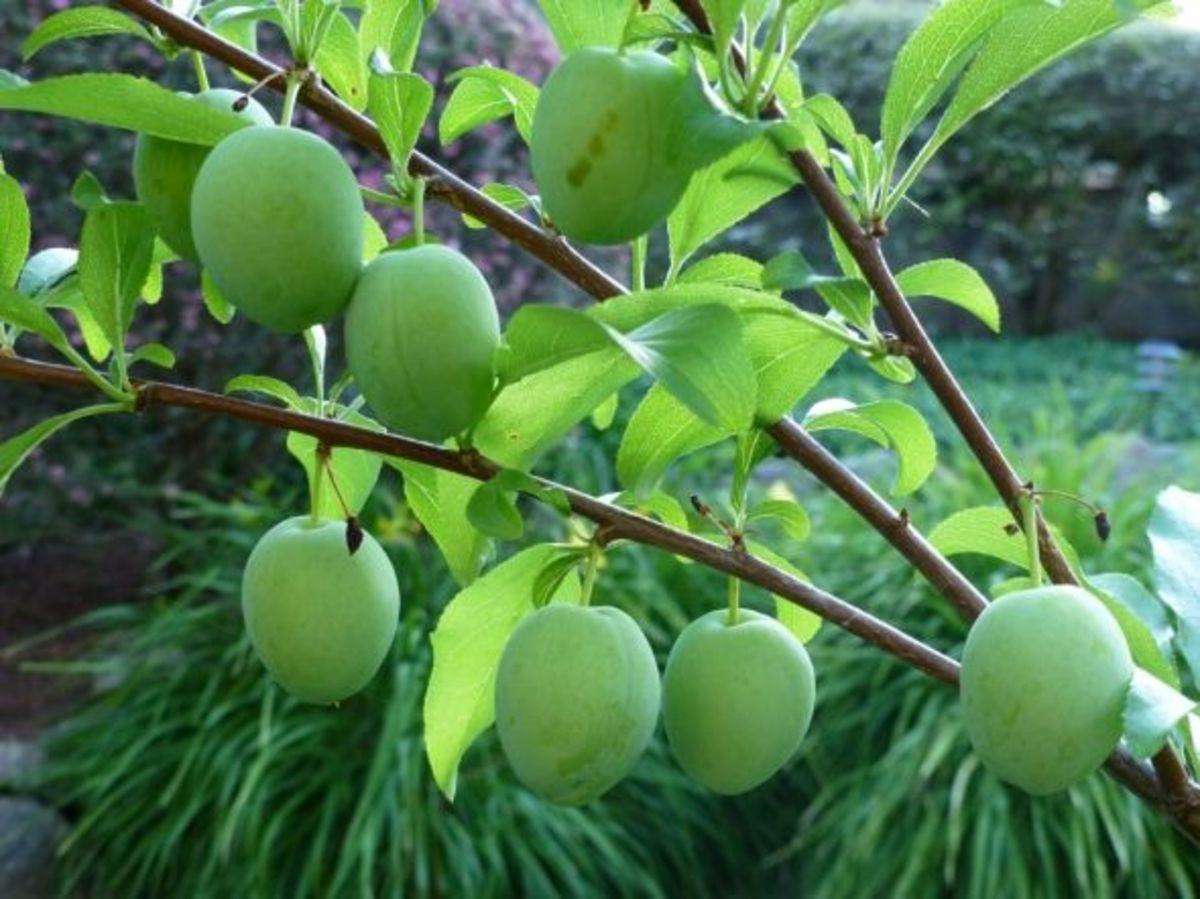 Santa Rosa Plums: prolific grower of the bunch.