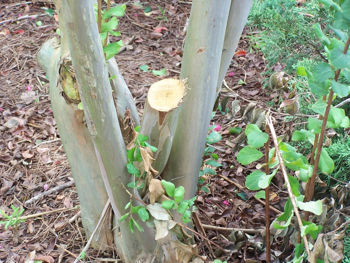 Proper Pruning of Crepe Myrtles Dengarden