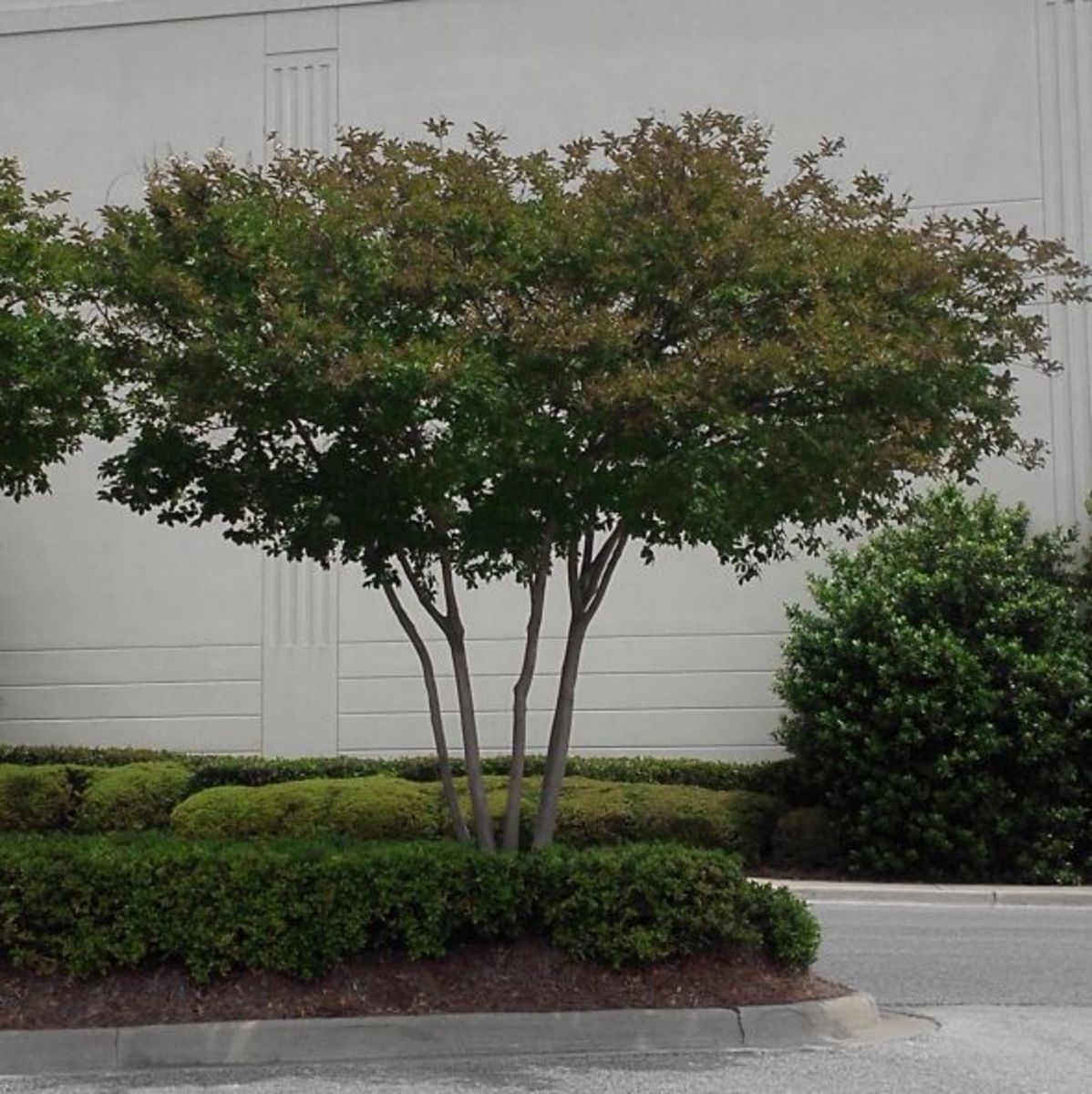 Proper Pruning of Crepe Myrtles Dengarden