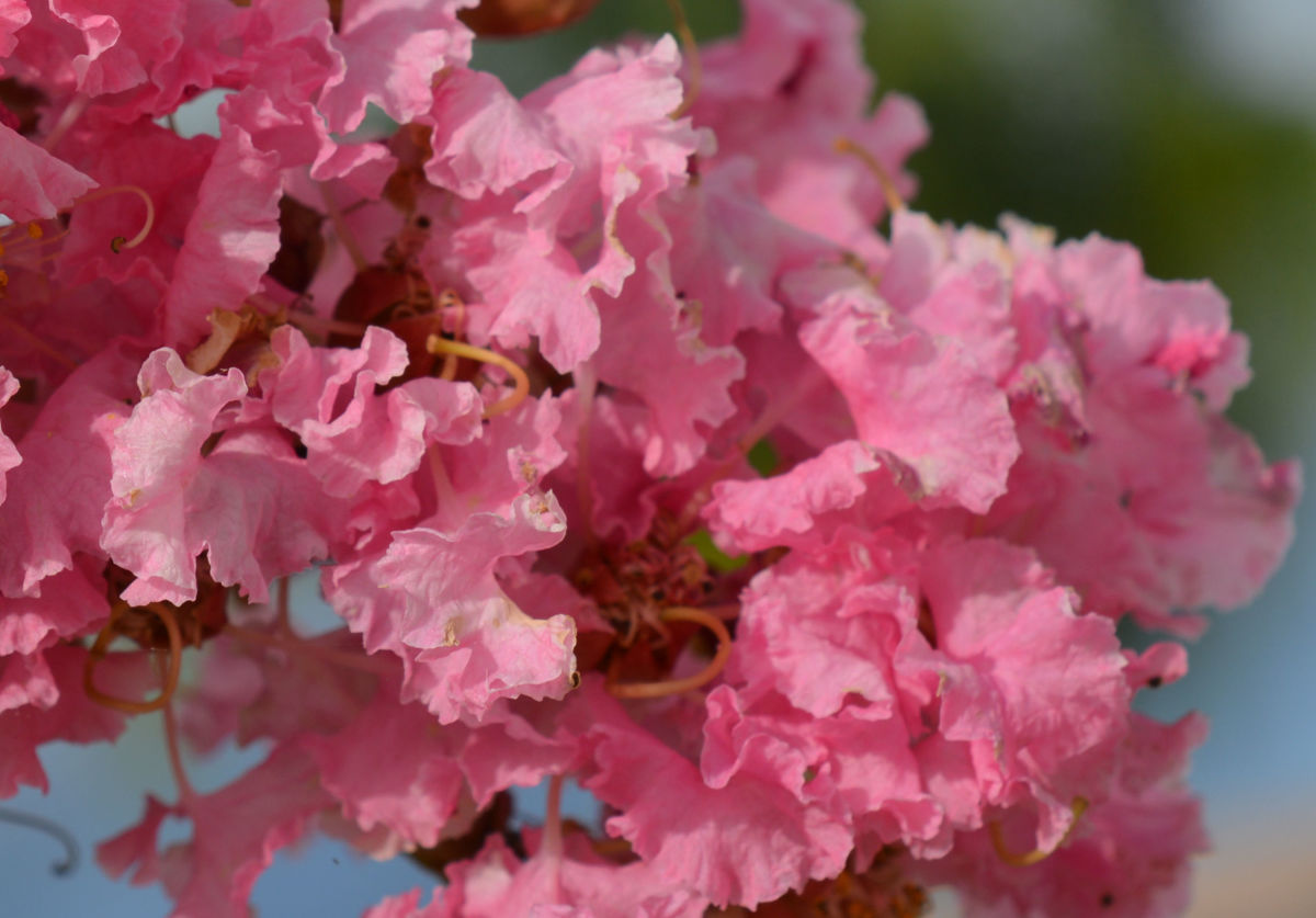 The Ruffled Flowers of Crepe Myrtle Trees