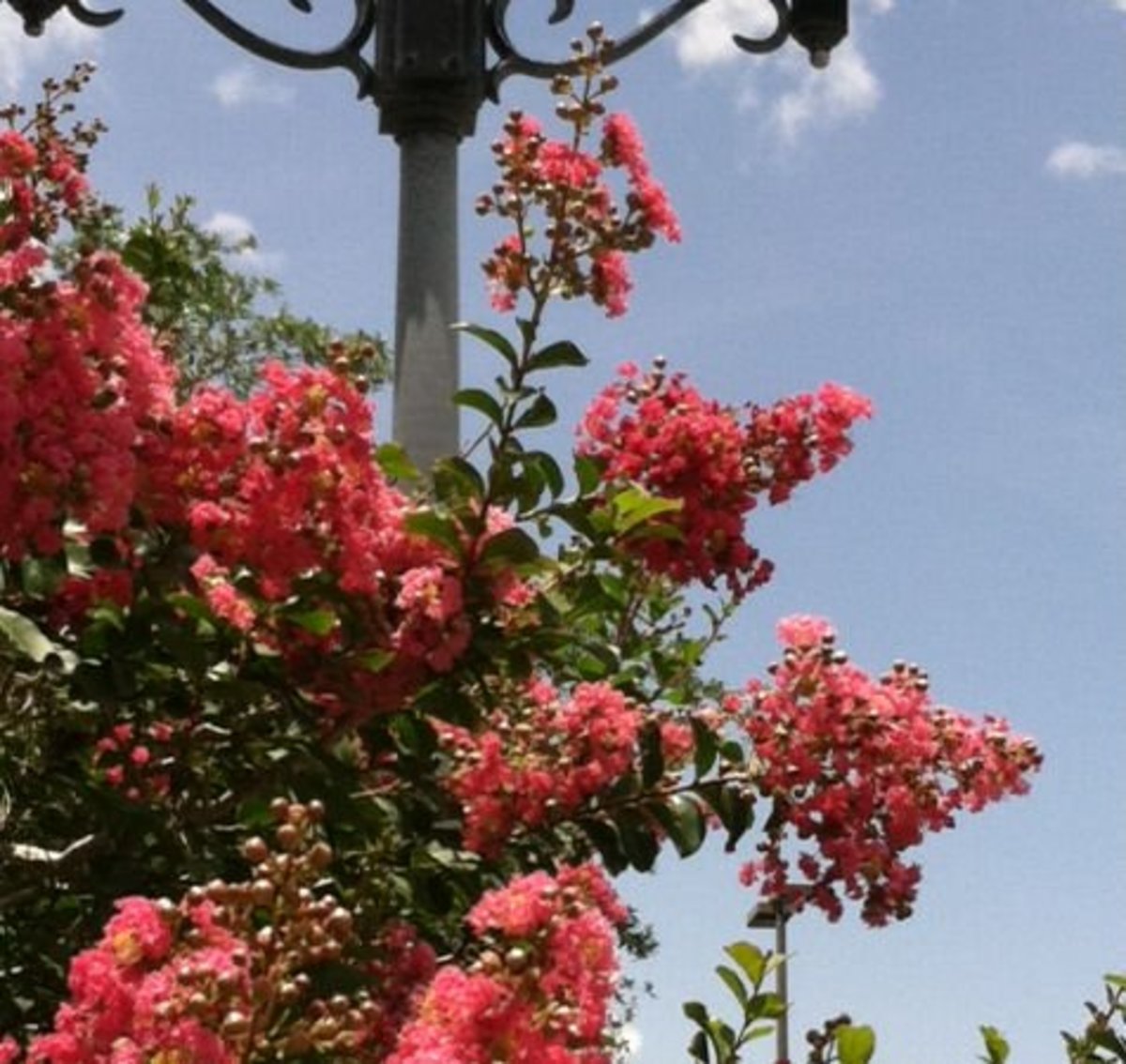 Proper Pruning of Crepe Myrtles Dengarden
