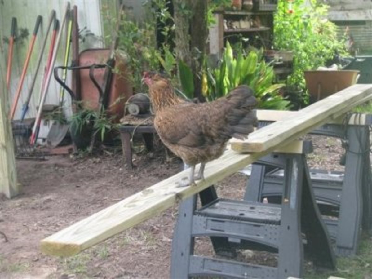 Hen Penny Supervising the Work