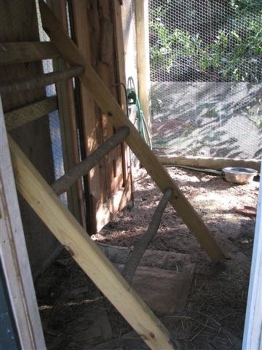 How to Build a Chicken Coop and Greenhouse Combo Dengarden