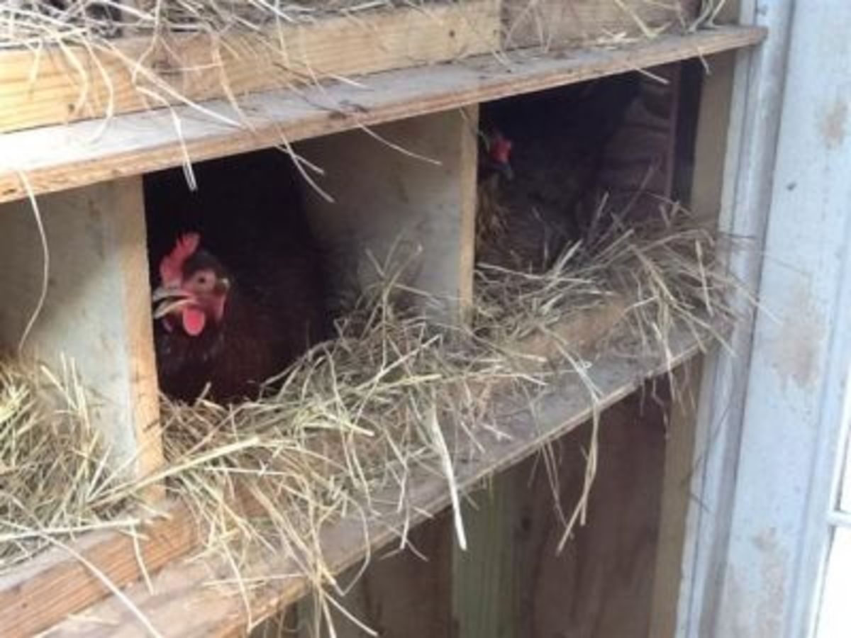 Hens in the Nestboxes