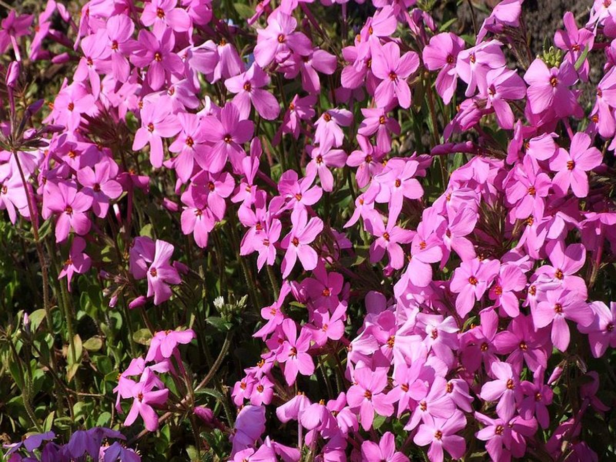 6 Low Maintenance Ground Cover Plants, Small Pink Ground Cover Plants Full Sun Low Maintenance Australia
