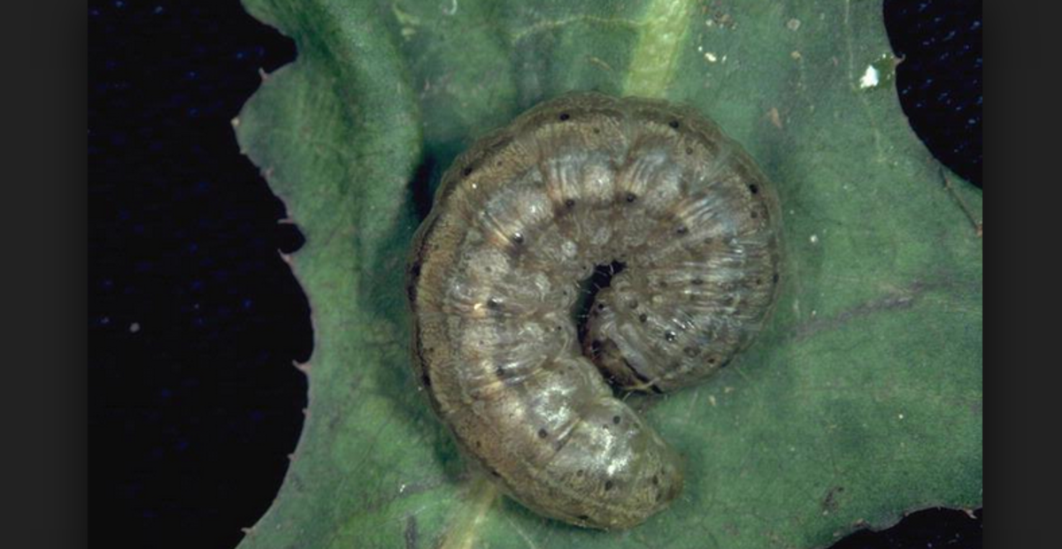 A cutworm in characteristic rolled-up pose: These large caterpillars typically feed at night and often eat through stems at ground level.