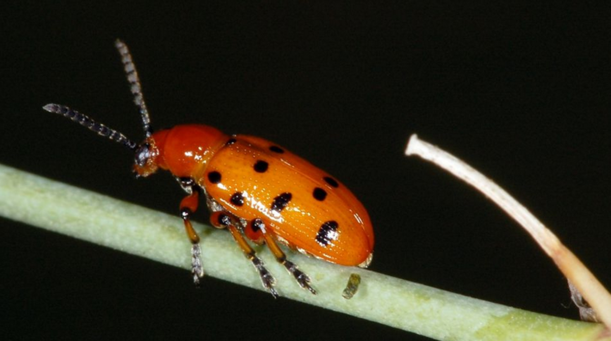 The spotted version of the asparagus beetle.