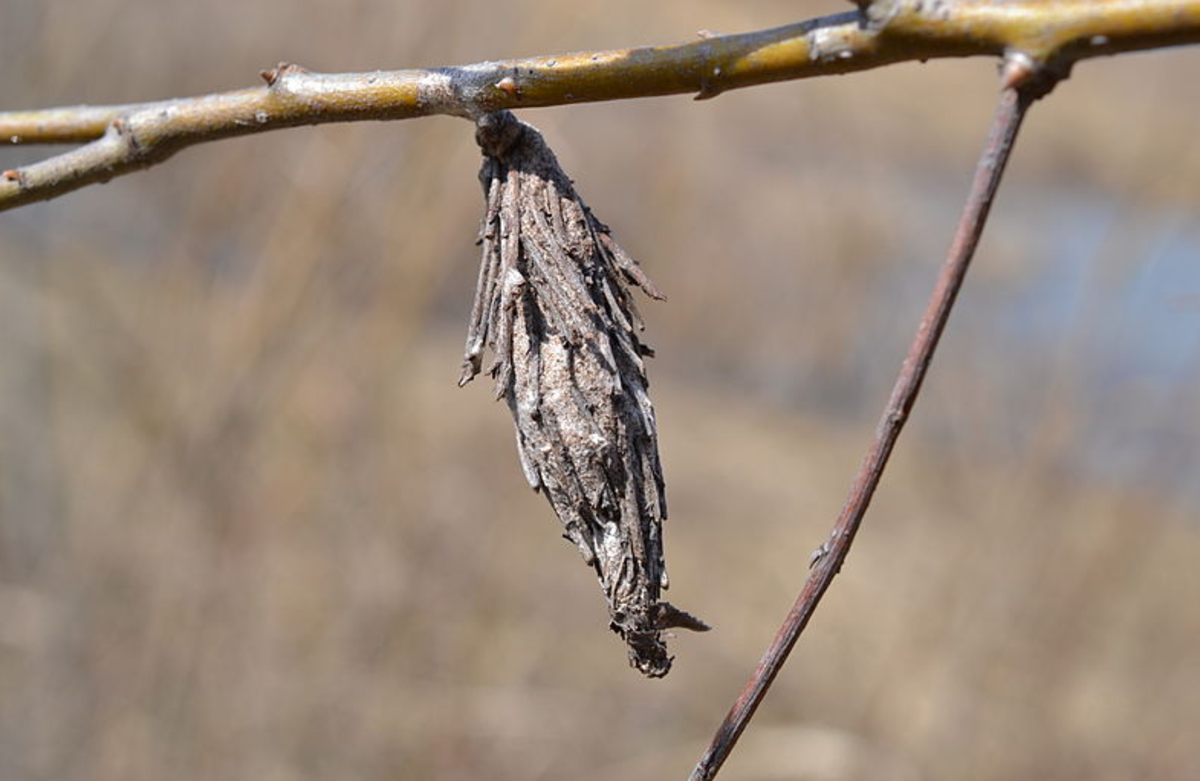 Bagworms have a very unusual life-cycle: The caterpillars never leave the bag-like shelter they construct.