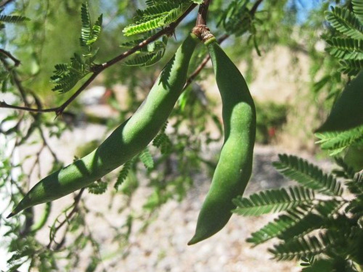 central texas mesquite trees