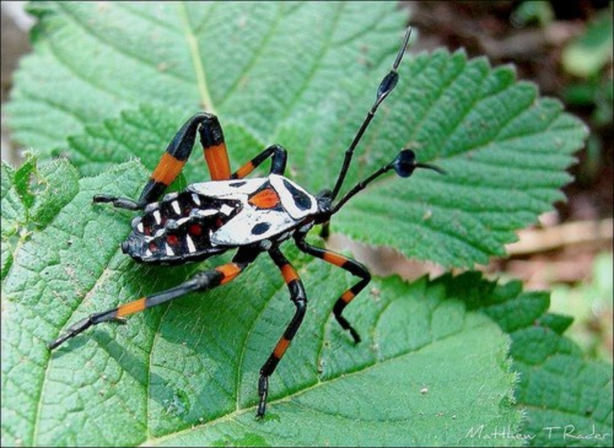 Common Mesquite Bug are quite large and generally like to hang out in groups.