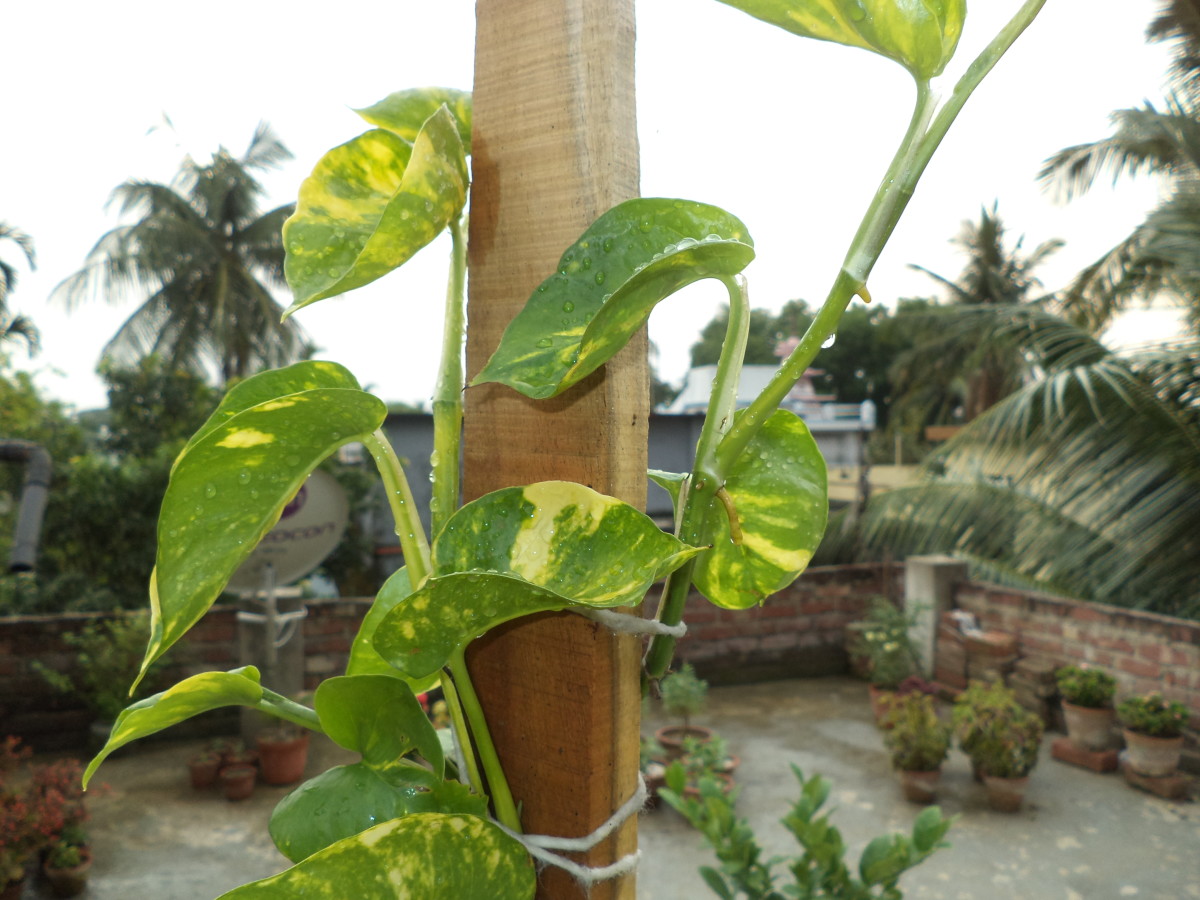 How To Grow Pothos Money Plant In A Decorative Way Dengarden - Money Plant Support Ideas