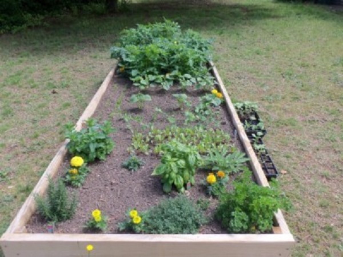Use 2 feet of soil in a raised bed garden.