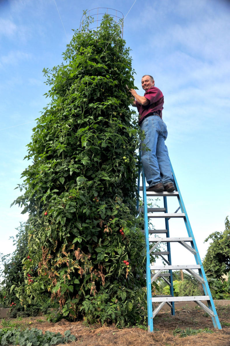 Dr. Jimz alongside a 17 foot indeterminate tomato plant.
