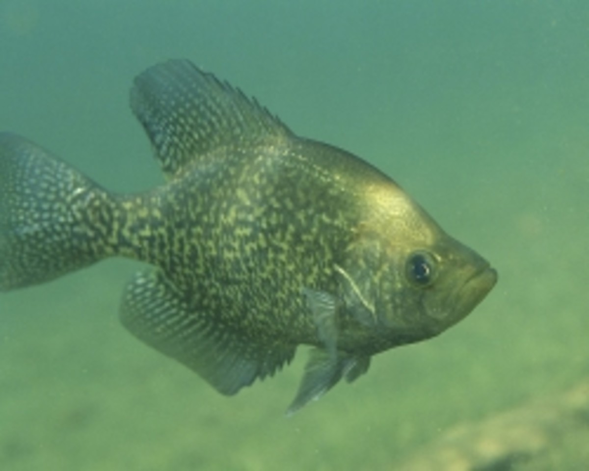 Seven Best Lakes in Texas for Crappie Fishing and a Few Tips SkyAboveUs