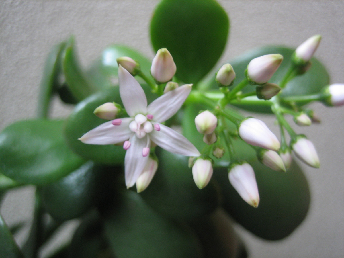 A jade plant in bloom.