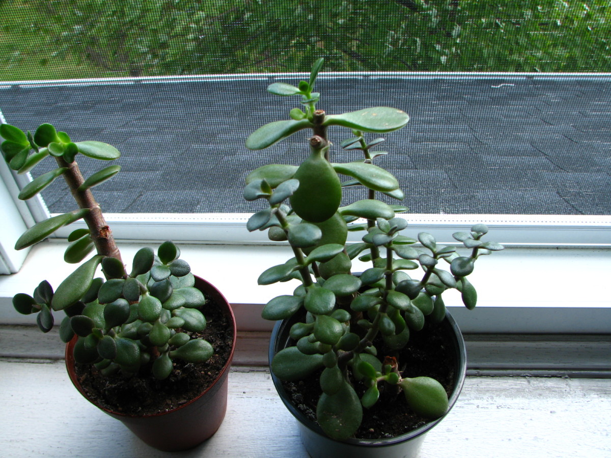 Jade clippings growing on their own.