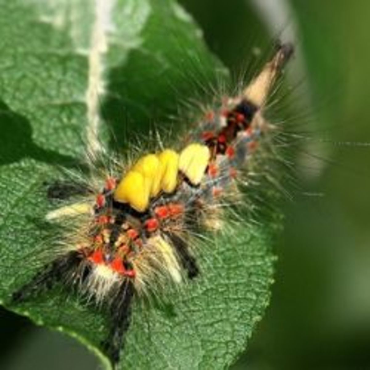 A caterpillar of Orgyia antiqua