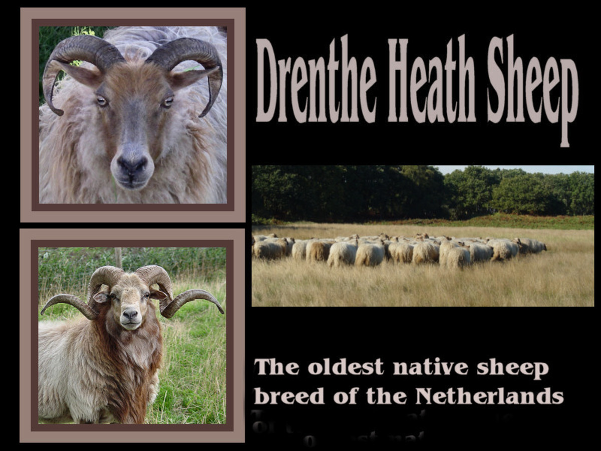 Dutch Native Sheep Breed: Drenthe Heath Sheep (Drents Heideschaap)