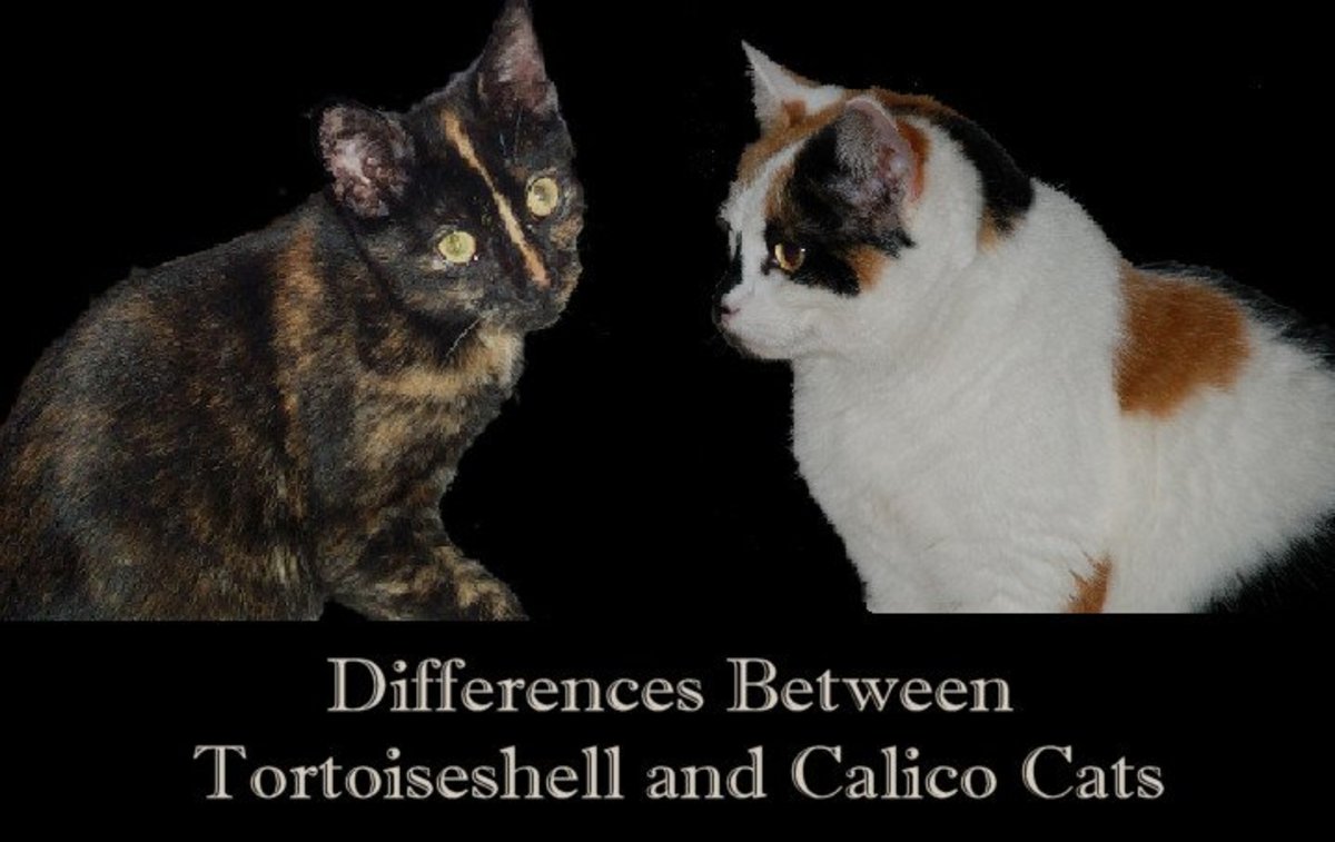 Differences Between Tortoiseshell and Calico Cats