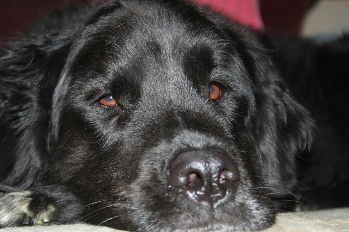 how do you take care of a newfoundland puppy