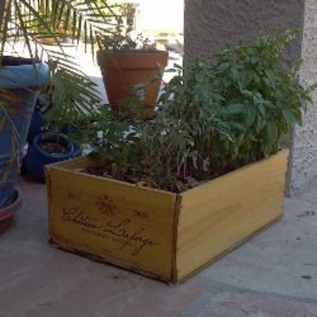 Give your herb box adequate water and nutrients.