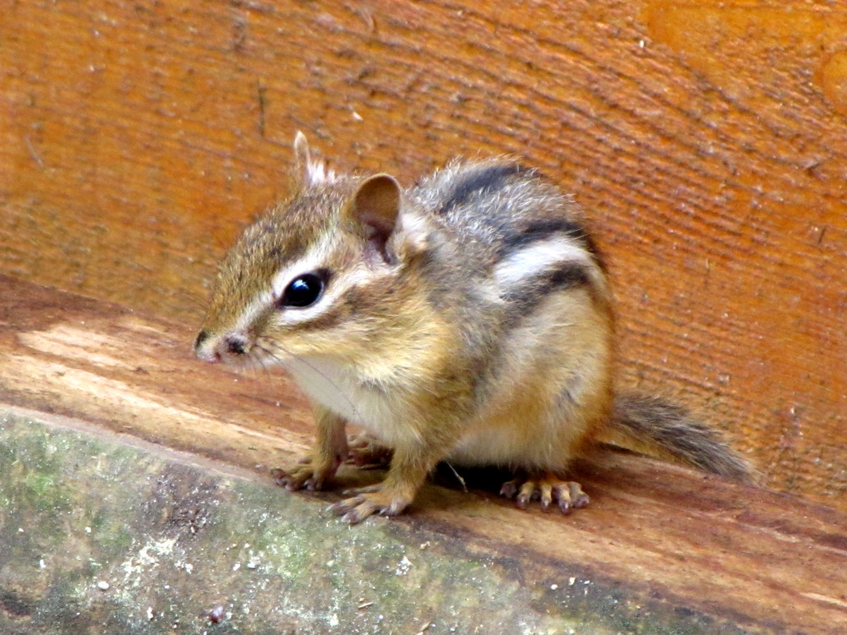 The Havahart Chipmunk Trap vs. The Chipmunkinator