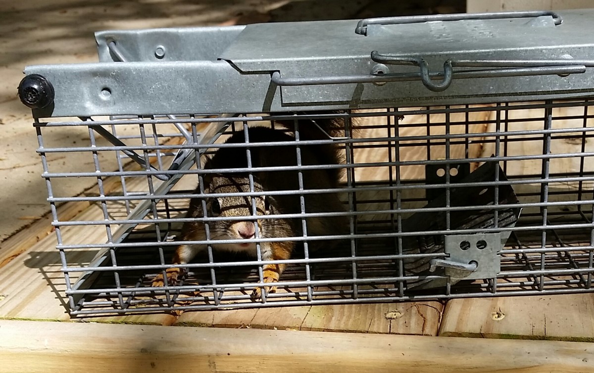 Chipmunk Trap Fail - Slow Trap Can't Catch a Fast Chipmunk In The