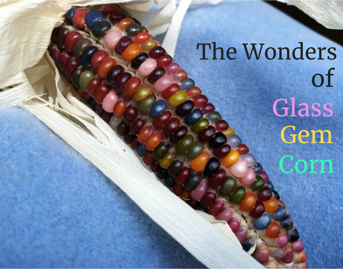 Though it might initially look like a trick of Photoshop, glass gem corn is indeed a very real, non-GMO variety of corn that boasts a brilliant array of different colors.