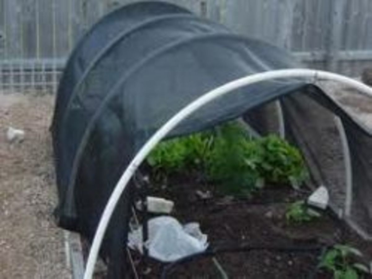 Shade cloth can protect tomatoes from sunburn!