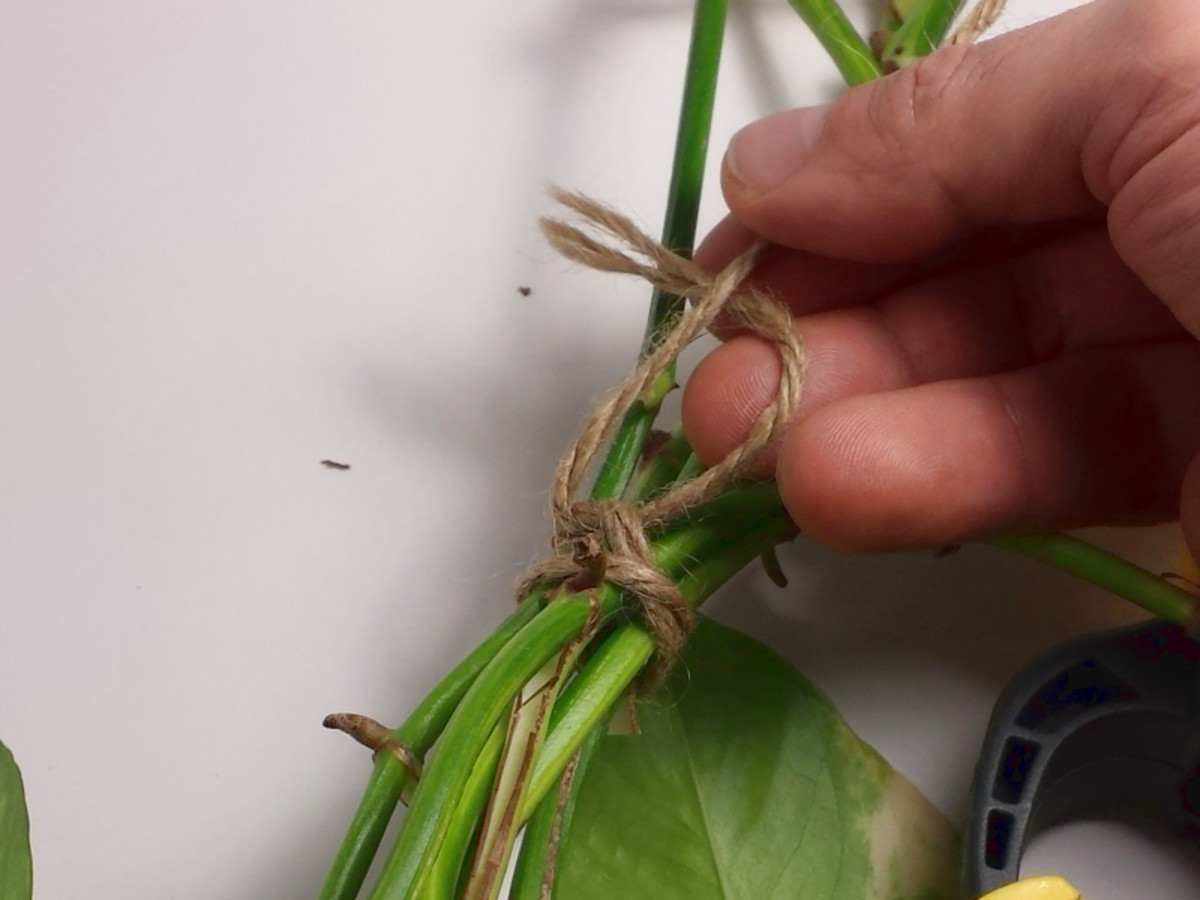 Tie your cuttings for easy management