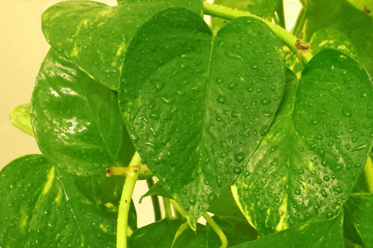 Pothos Plant Care and Propagation Dengarden