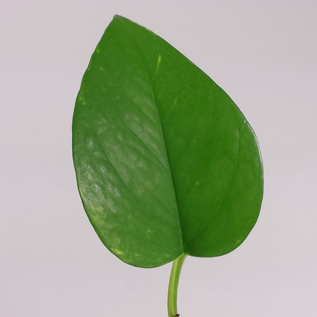 Pothos plant leaf