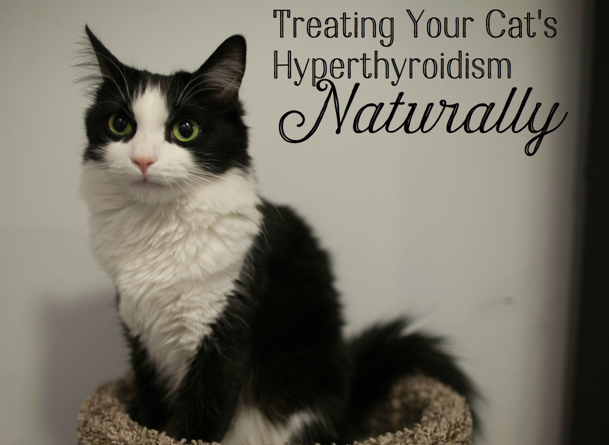 Hyperthyroidism is when the thyroid gland produces too many of the hormones that regulate the metabolism. It is the most common glandular disorder in cats.