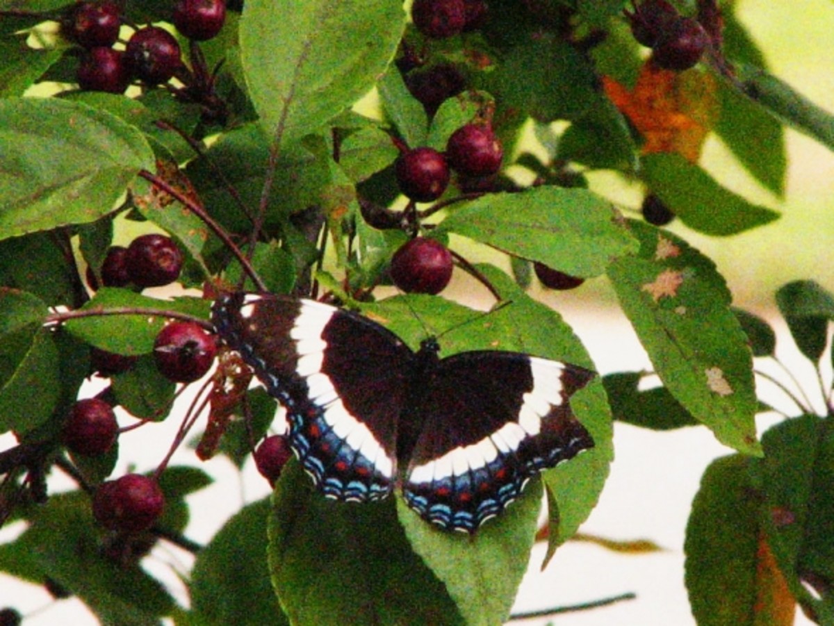 Butterfly on Crabapple Tree