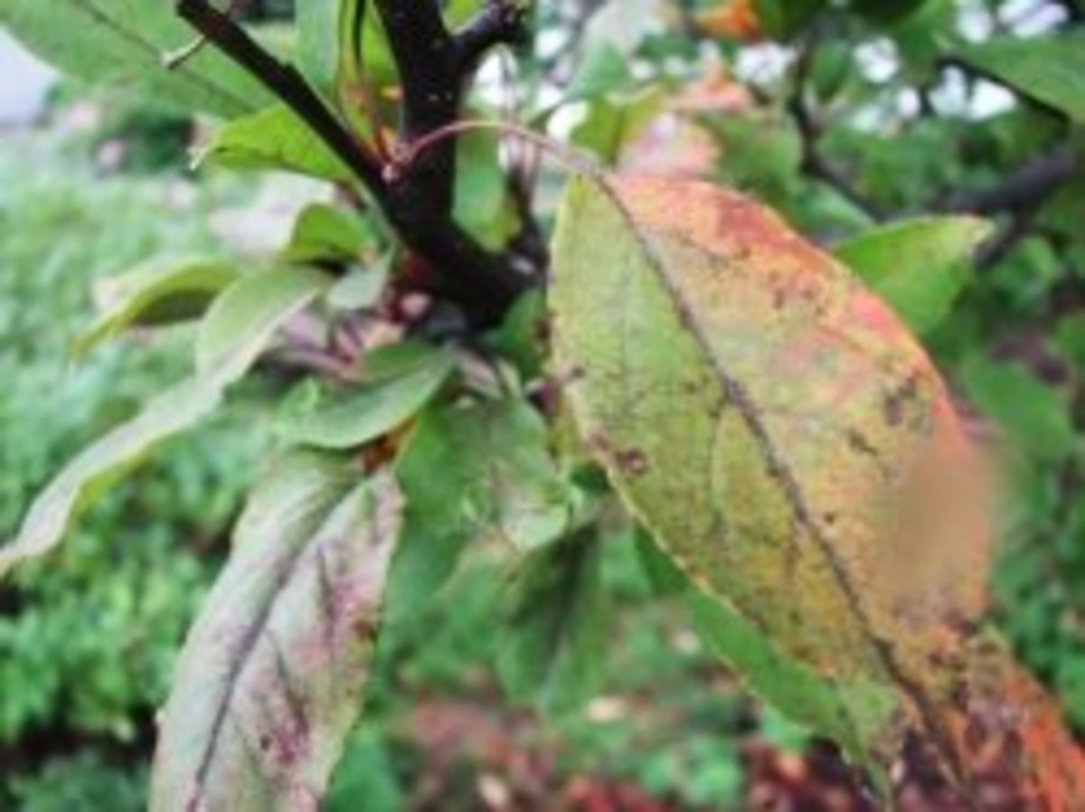 Crabapple leaves