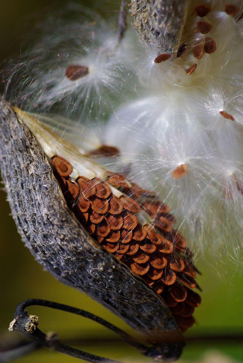 The seedpods contains rows of seeds.  Each seed has its own parachute.  