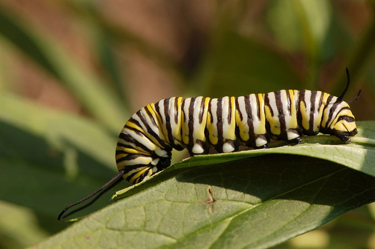 Monarch caterpillars only eat milkweed.