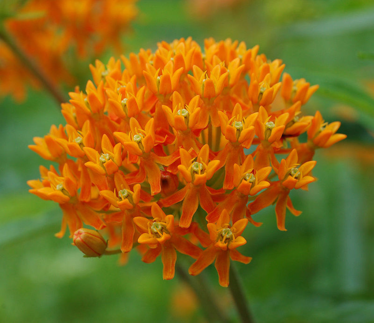 A. tuberosa, also known as Butterfly Weed or Pleurisy Root.