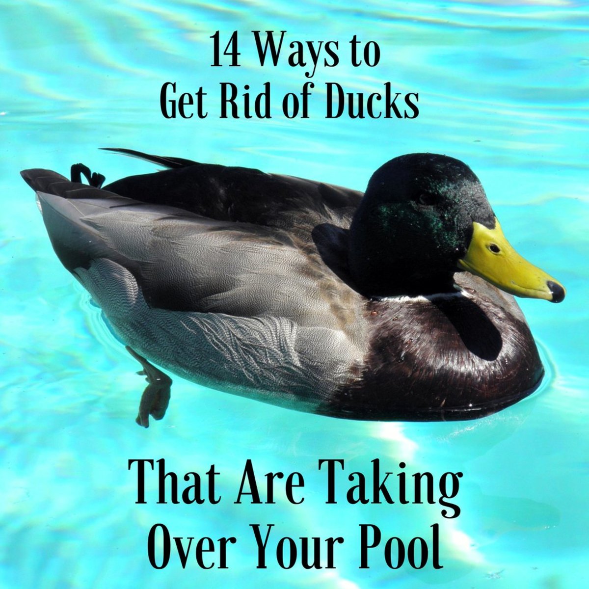 Most of these tips are not only effective, but they're cost efficient too. You shouldn't have to break the bank to take back your pool. 